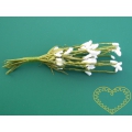 Malé bílé květenství čechravy - 12 stonků ve svazečku