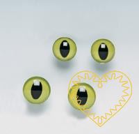 Světle zelené plastové kočičí oči s černými zornicemi ø 14 mm - 2 ks. Nazadní straně mají oči očka k přišití na podklad. Vhodné pro výrobu textilních a plyšových kočiček i dalších zvířátek.