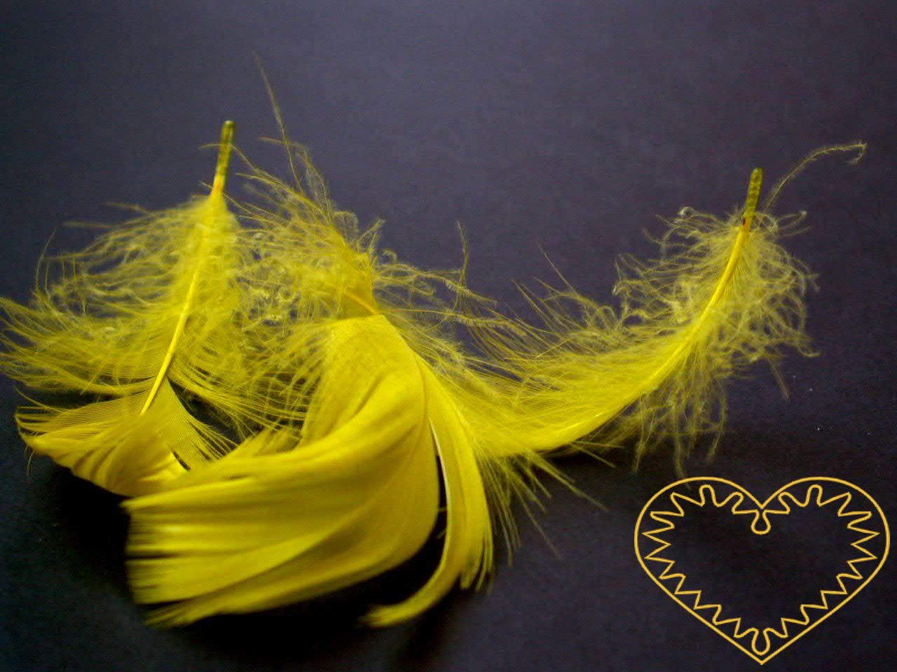 Peříčka žlutá - balení 15 g (cca 250 kusů). Peříčka mají široké uplatnění jak při aranžování a výrobě dekorací, tak také např. při tvoření figurek ptáčků, andělíčků apod.
