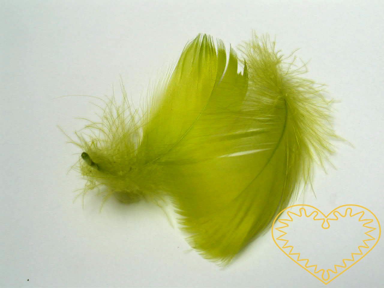 Peříčka zelená - balení 15 g (cca 250 kusů). Peříčka mají široké uplatnění jak při aranžování a výrobě dekorací, tak také např. při tvoření figurek ptáčků, andělíčků apod.