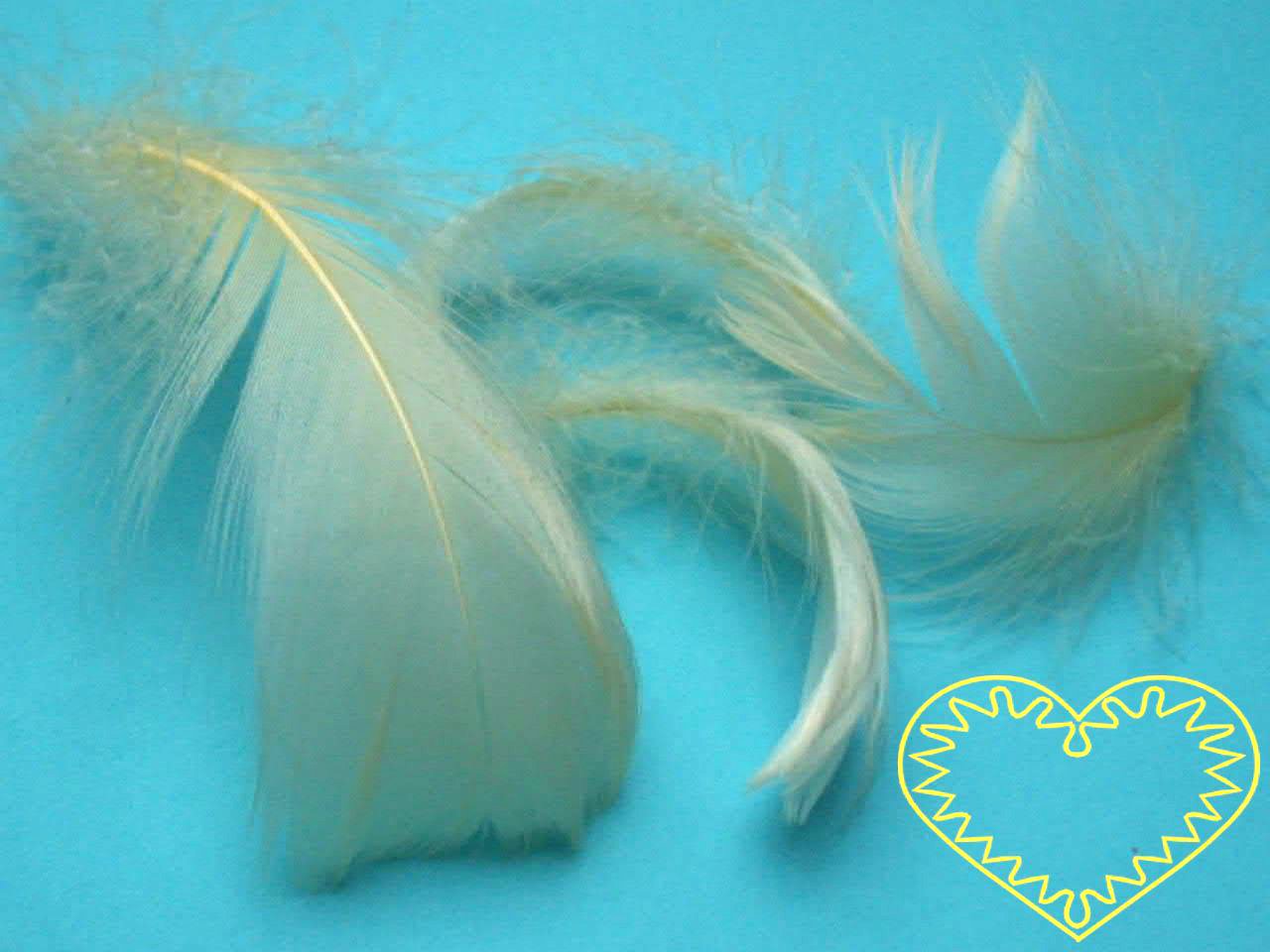 Peříčka bledě žlutá - balení 15 g (cca 250 kusů). Peříčka mají široké uplatnění jak při aranžování a výrobě dekorací, tak také např. při tvoření figurek ptáčků, andělíčků apod.
