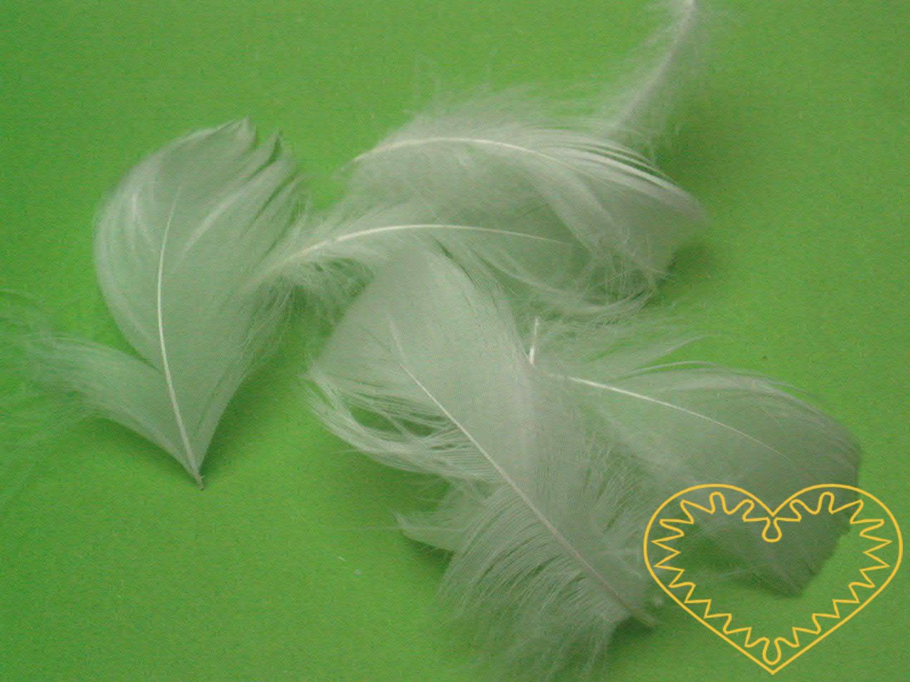 Peříčka bílá - balení 15 g (cca 250 kusů). Peříčka mají široké uplatnění jak při aranžování a výrobě dekorací, tak také např. při tvoření figurek ptáčků, andělíčků apod.
